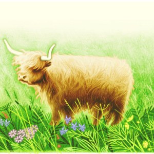 JTW0003 meadowsweetPLTAB TIN