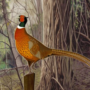 JTW0065 woodland poseur CROP