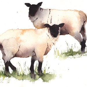 KAT0180twoewes PLPR Y