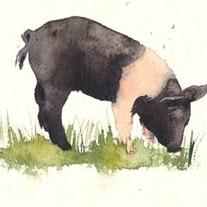 KAT0191 saddlebackpigletTFHRA Y