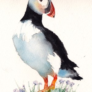 KAT0118 A puffin1 PLX