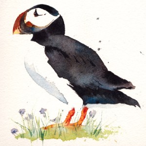 KAT0119 A puffin2TFHRA Y