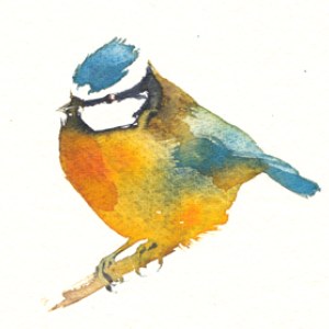 KAT0161bluetit1TFHRA Y