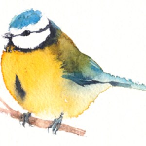KAT0162bluetit2TFHRA Y