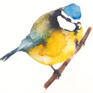 KAT0165bluetit5TFHRA Y