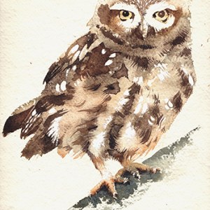 KAT0173 A littleowl1 TFHRA Y