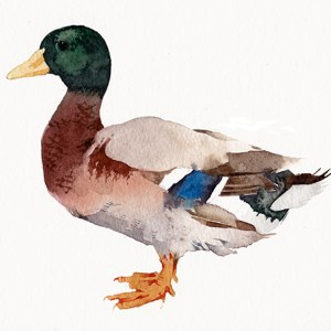 KAT0210 DUCK Y