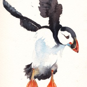 KAT0120 A puffin3TFHRA Y