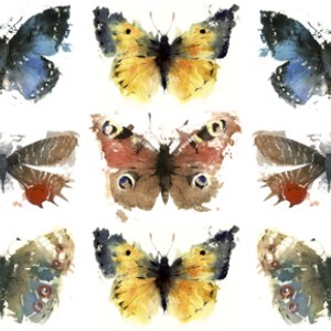 KAT0002butterfly casePLGperm