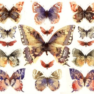 KAT0266 butterfly case 3