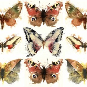 KAT0265  butterfly case 2