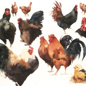 KAT0022CHICKENSAMPLERTFHRA