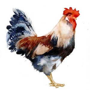 KAT0134 Chickens Y