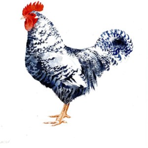 KAT0138 Chickens
