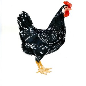 KAT0244 Chickens