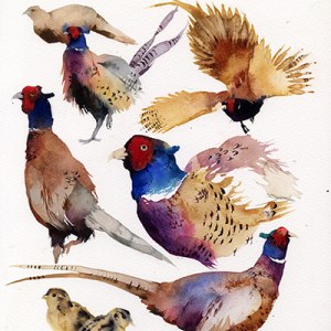 KAT0254 pheasants PLGWW Y