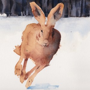 KAT0337 Hare2026