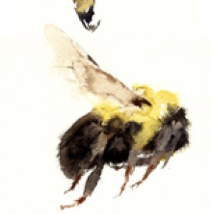 KAT0007threebumblesTFHRA