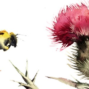 KAT0073beewiththistle PLPRWWEXUSA Y