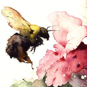 KAT0075bee.w.balsam TFHRA Y