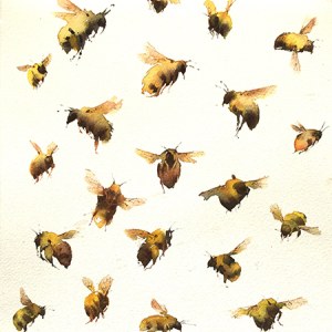 KAT0247 Bumblebees Y