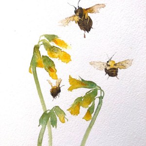 KAT0323 COWSLIP.jpeg