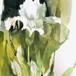 KAT0327 Iris