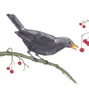 LPA0176 Blackbird & berries TFHRA Y