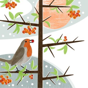 LPA0227 Firethorn Robin squ PLGWW