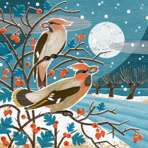 LPA0238 Winter Waxwings B PLGUK.
