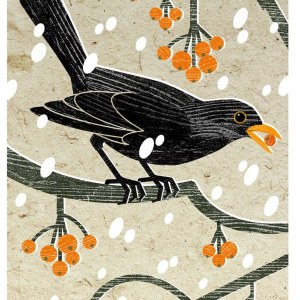 LPA0243 Berry Blackbird TFHRA