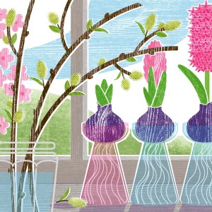 LPA0158 Hyacinth bulbs  PLCAL PLMOB