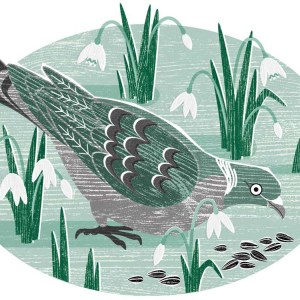 LPA0228 Snowdrop Pigeon TFHRA