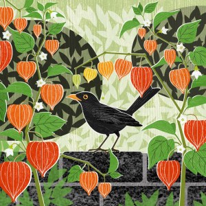 LPA0246 Chinese lanterns & b'bird TFHRA