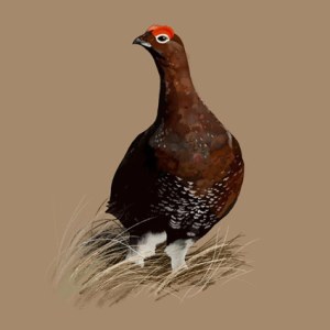 MWD0037 theartisans grouse