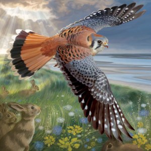 PAT0412 British Wildlife 2 Kestrel copy