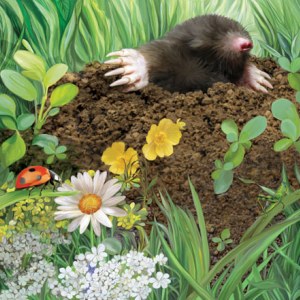 PAT0414 British Wildlife 6 Mole and molehill copy