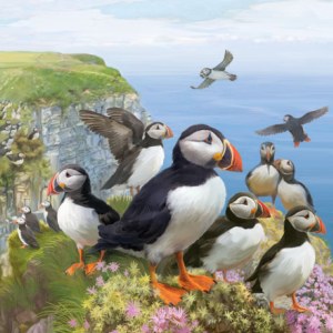 PAT0415 British Wildlife 7 Puffin Cliffs copy