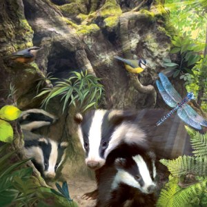 PAT0416 British Wildlife 8 Badgers Set copy 2