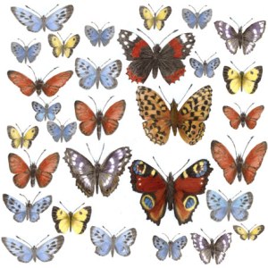 PAT0369 Butterflies