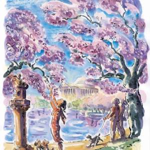 AR PCX0099 Cherry Blossom Jpg