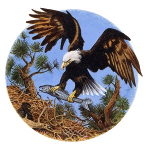 AR PLH0004Bald Eagle