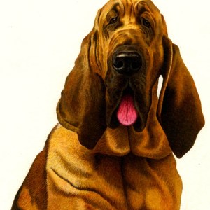 AR PLH0005bloodhound PLMOB