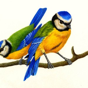 AR PLH0007blue tits