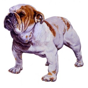 AR PLH0008BulldogPLMOB