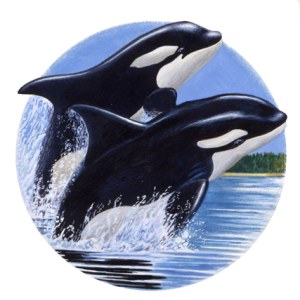 AR PLH0011Killer Whales