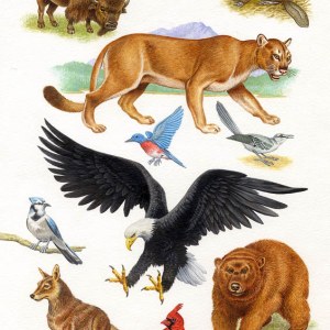 AR PLH0014Native American Animals