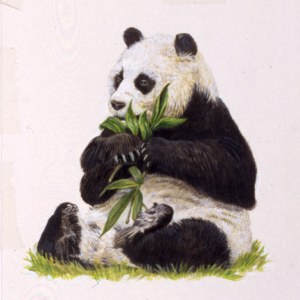 AR PLH0016Panda