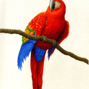 AR PLH0023scarlett macawPLMOB