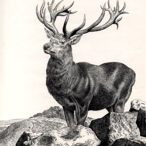 AR PLH0026stag